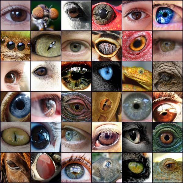 Yeux de différents etres sentients